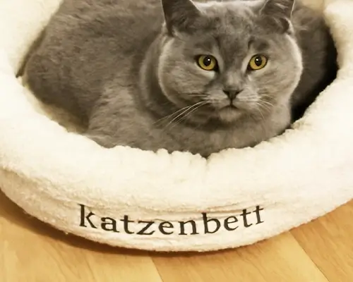 Britisch Kurzhaar sitzt in einem weissen Katzenbett