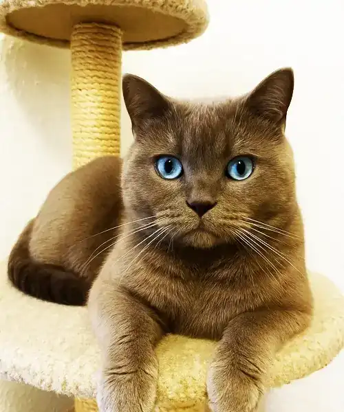 Kratzbaum XXL für große und schwere Britisch Kurzhaar Katzen