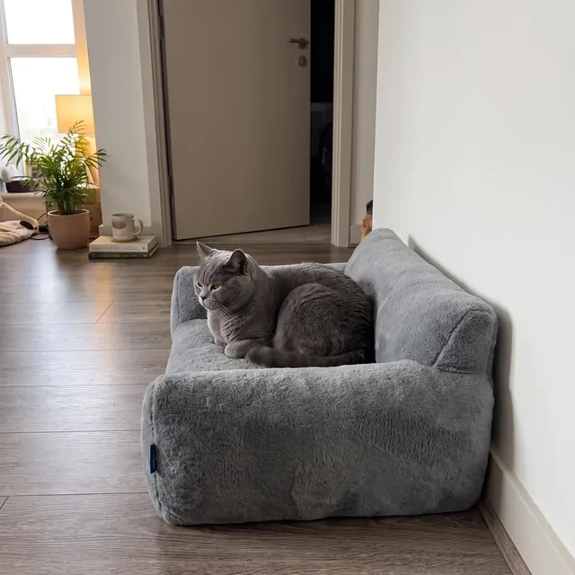 Britisch Kurzhaar liegt zusammengerollt in einem dunkelgrauen Katzensofa mit erhöhten Rändern