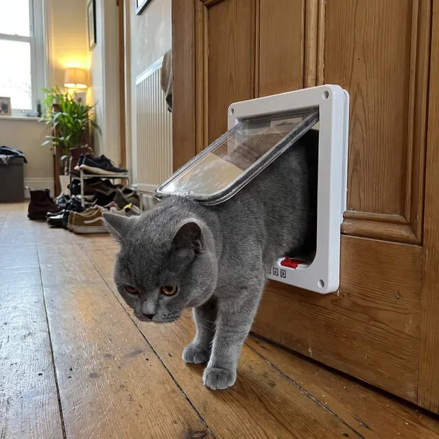 Britisch Kurzhaar kommt durch eine weiße Katzenklappe in einer Holztür herein