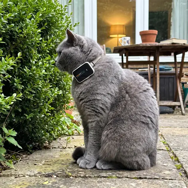 Kleiner schwarzer Pawfit GPS-Tracker am Halsband einer Britisch Kurzhaar, die auf dem Gartenweg sitzt und in die Hecke schaut