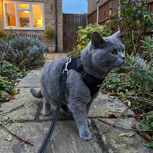 Britisch Kurzhaar mit schwarzem rabbitgoo Geschirr mit Reflektoren läuft in der Dämmerung auf dem Gartenweg